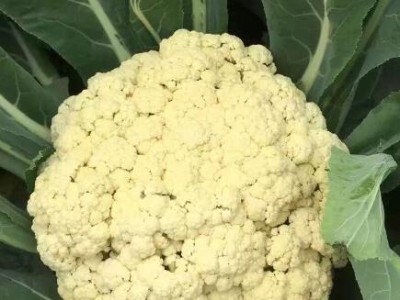 枣庄菜花苗批发厂家,滕州耐热有机松花菜苗2025