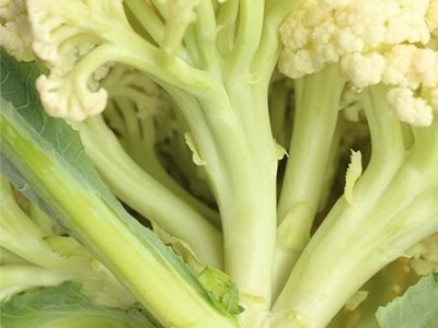 永嘉早熟花菜苗哪有育,平阳批发65天菜花苗厂家