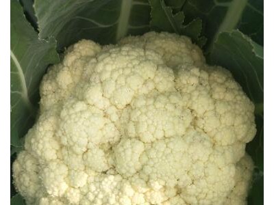 桐乡65天有机花菜苗,湖州大量批发菜花苗厂家