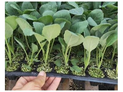 德清早熟菜花苗65天品种,长兴耐热性强有机花菜苗