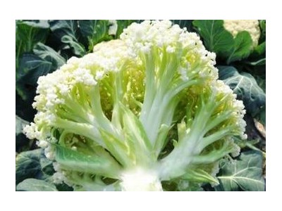 武安65天松花菜苗,魏县育早熟耐热有机菜花苗厂家