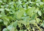 广德卖花菜苗育苗厂,宁国批发65天菜花苗早熟品种