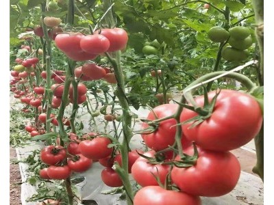 抚顺早熟口感西红柿苗,海城卖番茄苗育苗厂2025