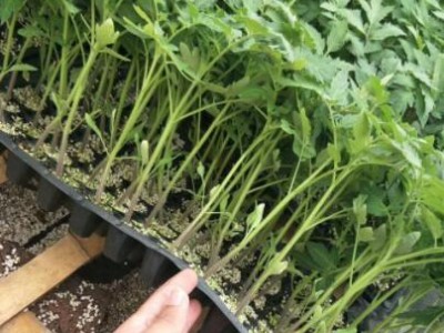 东辽育番茄种苗厂,通化硬粉大果西红柿苗品种2025
