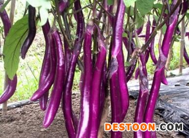 湖州育高产长茄子苗基地,绍兴丰田5号嫁接线茄苗