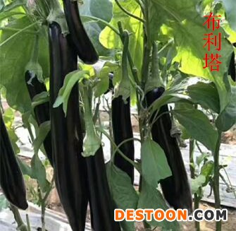 鞍山育嫁接茄子苗厂家,大连抗病线茄\长茄嫁接苗2025
