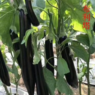 鞍山育嫁接茄子苗厂家,大连抗病线茄\长茄嫁接苗2025