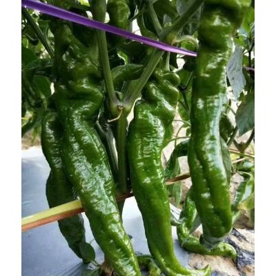 塔城育早熟抗病辣椒苗,哈密批发螺丝椒苗厂家