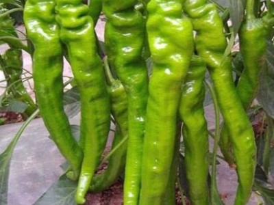 舟山卖薄皮尖椒苗,丽水批发大螺丝椒苗育苗厂2025