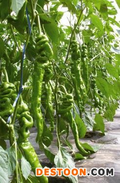 揭阳卖辣椒苗厂家,阳江大果螺丝椒苗\皮薄肉厚\螺旋度好