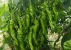 西峡卖辣椒苗厂家,宛城大果螺丝椒苗\皮薄肉厚\螺旋度好