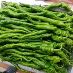 太仓螺丝辣椒苗,南通卖大果陇椒苗厂 产量高