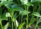 响水育早熟抗病辣椒苗,滨海批发螺丝椒苗厂家2025