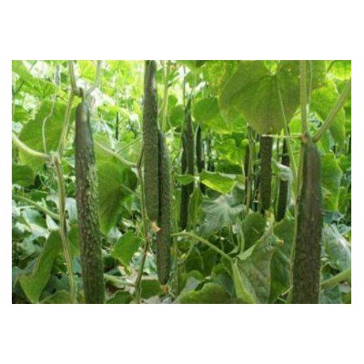 孟村耐热黄瓜苗越夏品种,廊坊育强雌油亮黄瓜苗厂家