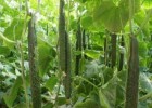衡水黄瓜苗哪有育,枣强耐热旱黄瓜苗育苗基地2025