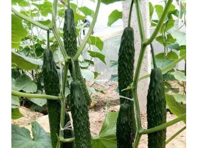 涿州育黄瓜种苗厂,安国耐热抗病\黑油亮黄瓜苗品种