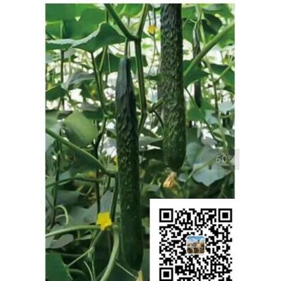 南阳育强雌黄瓜苗品种,灵宝油亮抗病大黄瓜苗高产量