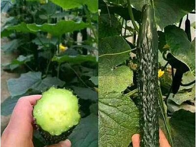 阿克塞旱黄瓜苗培育厂家,天水水果黄瓜苗\强雌黄瓜苗