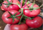 平江耐高温硬粉番茄苗,常熟卖西红柿苗育苗厂2025