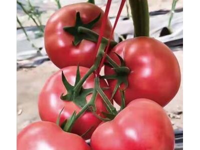 嘉祥耐高温硬粉番茄苗,汶上卖西红柿苗育苗厂2025