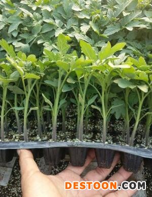 新泰育耐高温番茄苗,肥城西红柿苗育苗基地2025