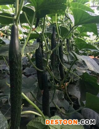 瓜州耐热黄瓜苗越夏品种,玉门育强雌油亮黄瓜苗厂家