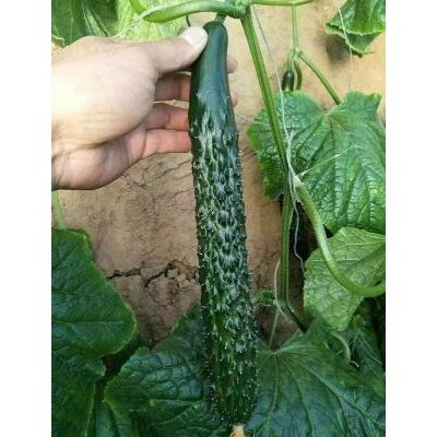 阿克塞卖黄瓜苗厂家,天水强雌高产量大黄瓜苗品种
