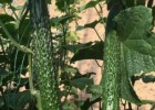 中卫耐热黄瓜苗越夏品种,中宁育强雌油亮黄瓜苗厂家