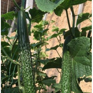 盐山水果黄瓜苗育苗厂家,肃宁嫁接大小黄瓜苗2025