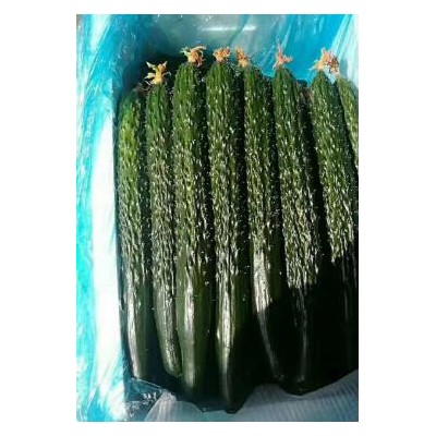 静乐耐热黄瓜苗越夏品种,神池育强雌油亮黄瓜苗厂家