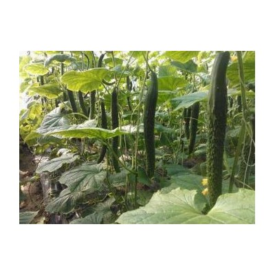 赤峰育强雌\油亮黄瓜苗,鄂尔多斯德瑞特黄瓜苗耐热品种