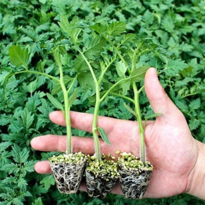 毕节番茄苗育苗厂，2025贵州批发粉果番茄苗/种子