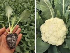有机菜花苗育苗厂在哪？大量出售菜花苗