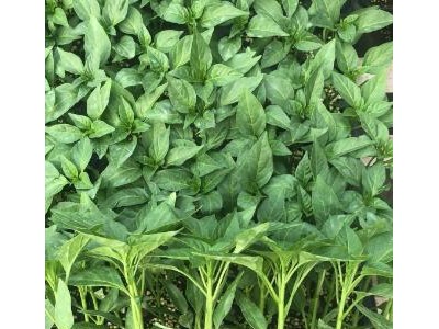 宝丰育薄皮椒苗厂家,平顶山大果螺丝椒苗\陇椒苗