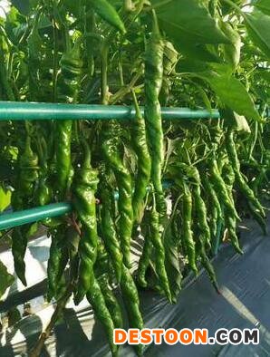 柘城卖薄皮椒苗厂家,夏邑大果螺丝椒苗\陇椒苗2025