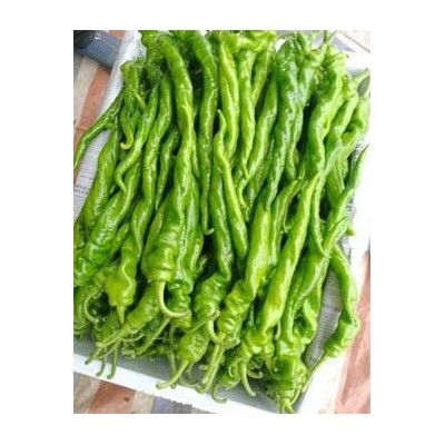 信阳卖螺丝椒苗育苗厂,正阳大果陇椒苗\皱皮辣椒苗