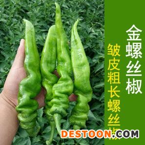 镇平育长螺丝椒苗\皱皮椒苗,邓州薄皮大果辣椒苗2025