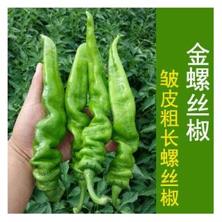 镇平育长螺丝椒苗\皱皮椒苗,邓州薄皮大果辣椒苗2025