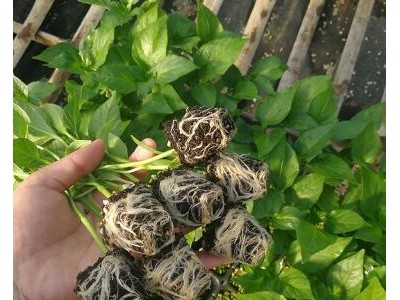 宁波批发辣椒苗厂家,象山大果螺丝椒苗\皱皮薄皮椒苗