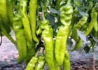 单县卖薄皮椒苗厂家,巨野大果螺丝椒苗\陇椒苗2025
