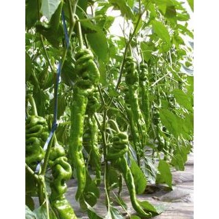 临邑批发辣椒苗厂家,宁津大果螺丝椒苗\皱皮薄皮椒苗