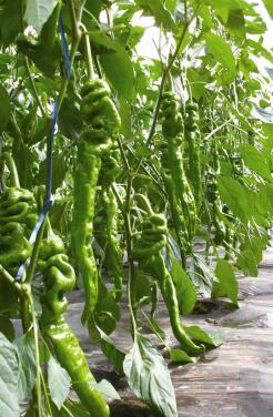 全南卖薄皮椒苗厂家,宁都大果螺丝椒苗\陇椒苗2025