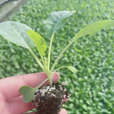 邯郸菜花苗育苗厂，河北2025青梗松花菜苗基地