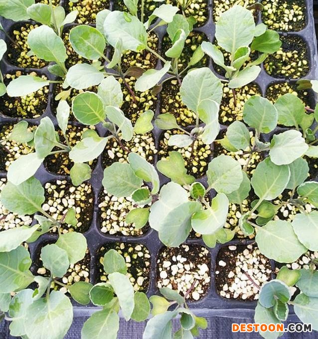 罗山菜花苗基地，2025信阳有机菜花苗批发供应