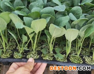 泰兴有机菜花苗批发厂家,泗阳65天早熟花菜苗2025