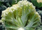 平江卖65天耐热花菜苗,常熟有机松花菜苗厂家2025