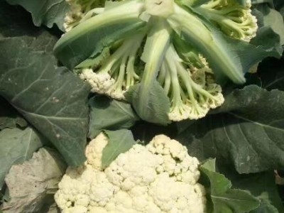 仪征育有机菜花苗厂家,宝应早熟花菜苗\西兰花苗2025