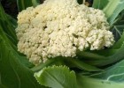 慈溪卖早熟花菜苗65天的,奉化有机青梗菜花苗\西兰花苗