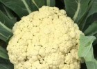 慈溪卖早熟花菜苗65天的,奉化有机青梗菜花苗\西兰花苗