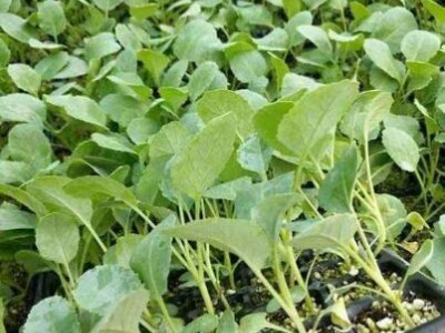 仙居卖早熟花菜苗65天的,天台有机青梗菜花苗\西兰花苗